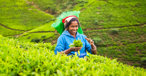 Sri Lanka: Te, kolonialt arv och gyllene stränder