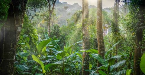 Kerala: tempel, strand och traditioner