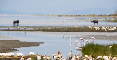 Tanzania: Lyxsafari & barfotaparadis