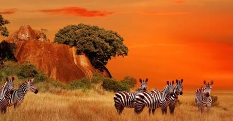 Afrika