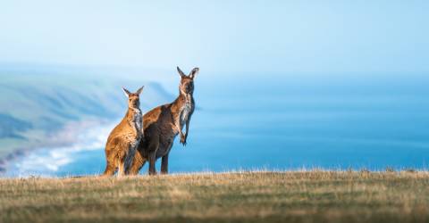 Auckland byrundtur og sejltur