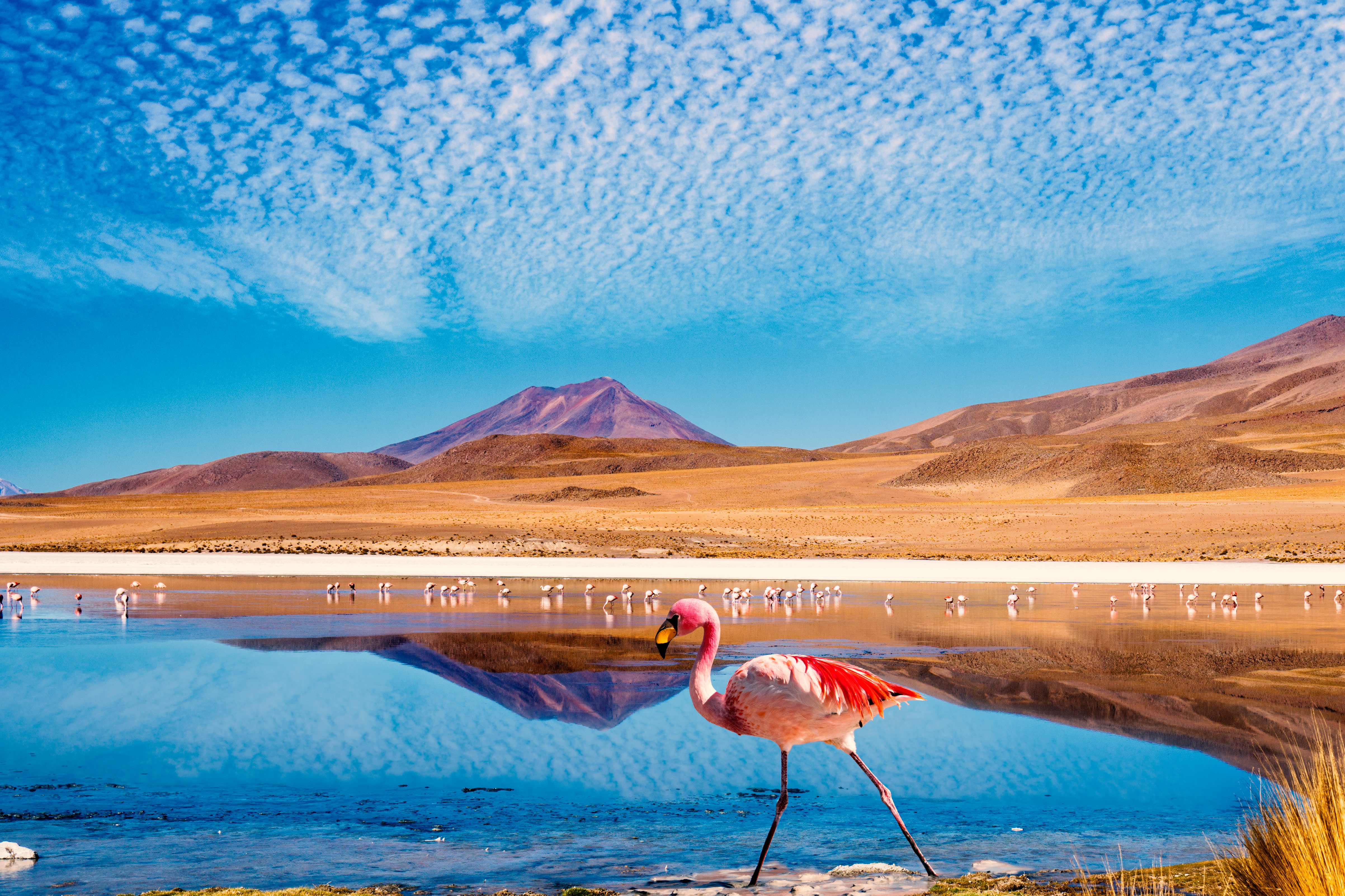 Birds of Patagonia: A Brief Birdwatcher’s Guide