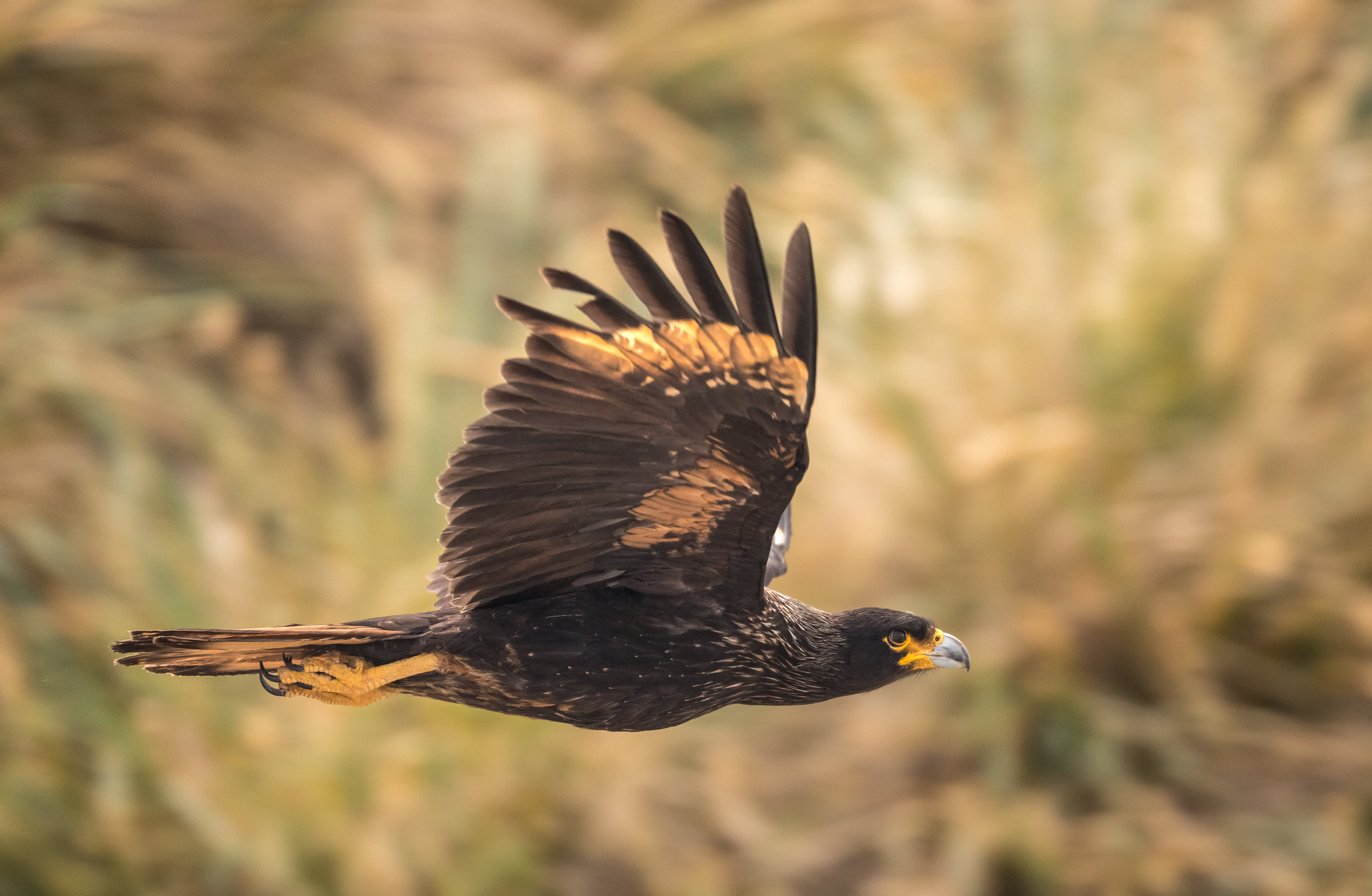A striated Caracara spotted in flight during an excursion. Photo by Acacia Johnson.  