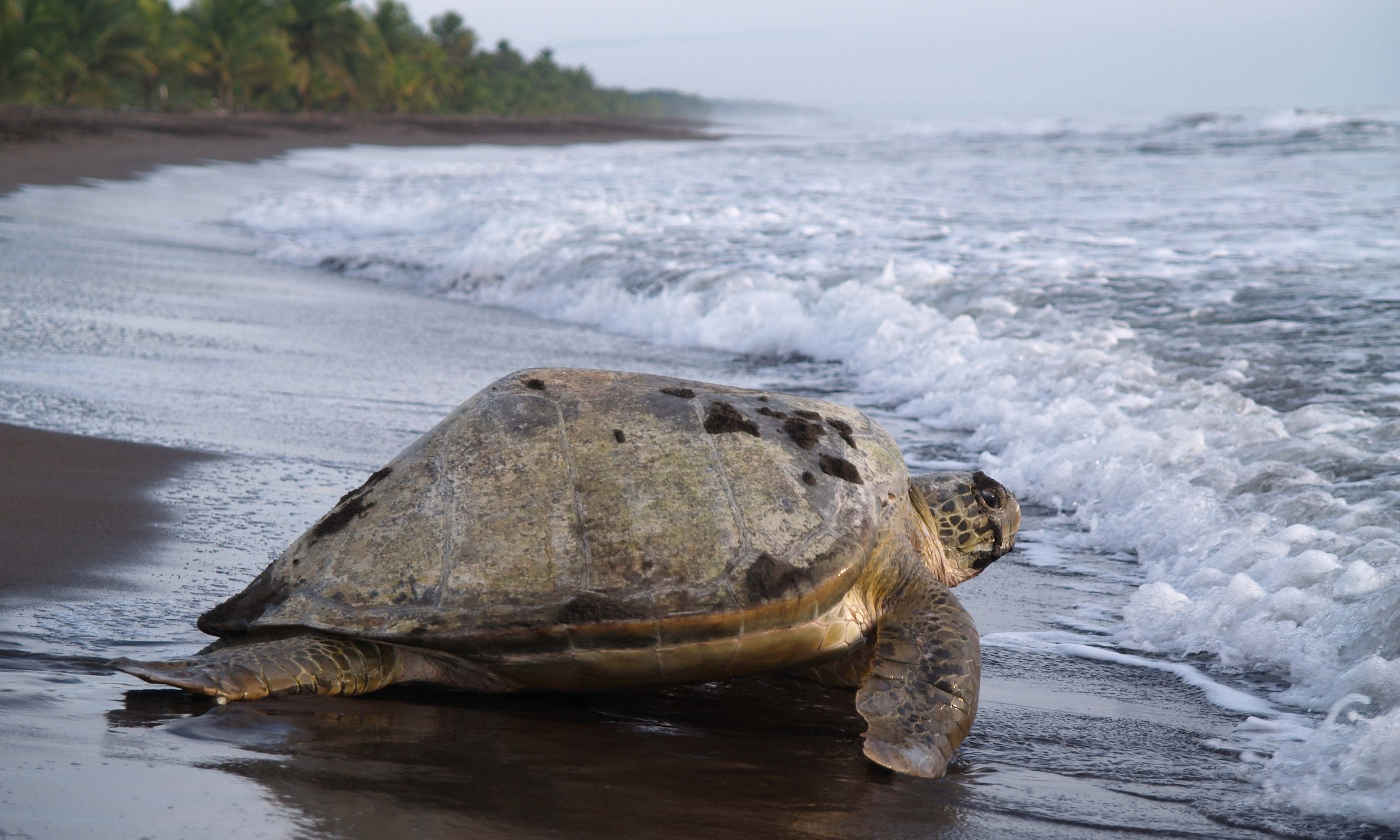 Turtle Nesting Season, Costa Rica