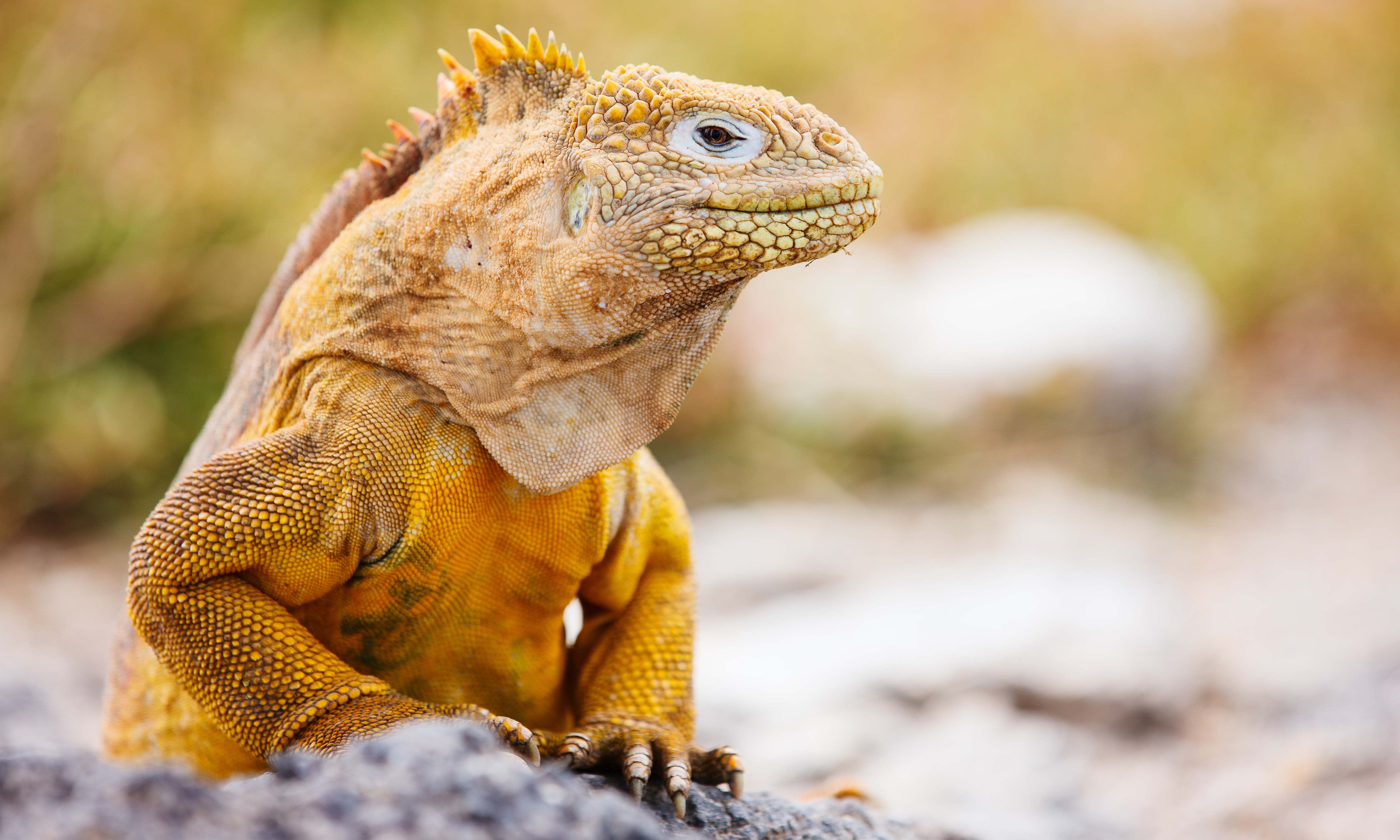 Iguanas, Galapagos Islands