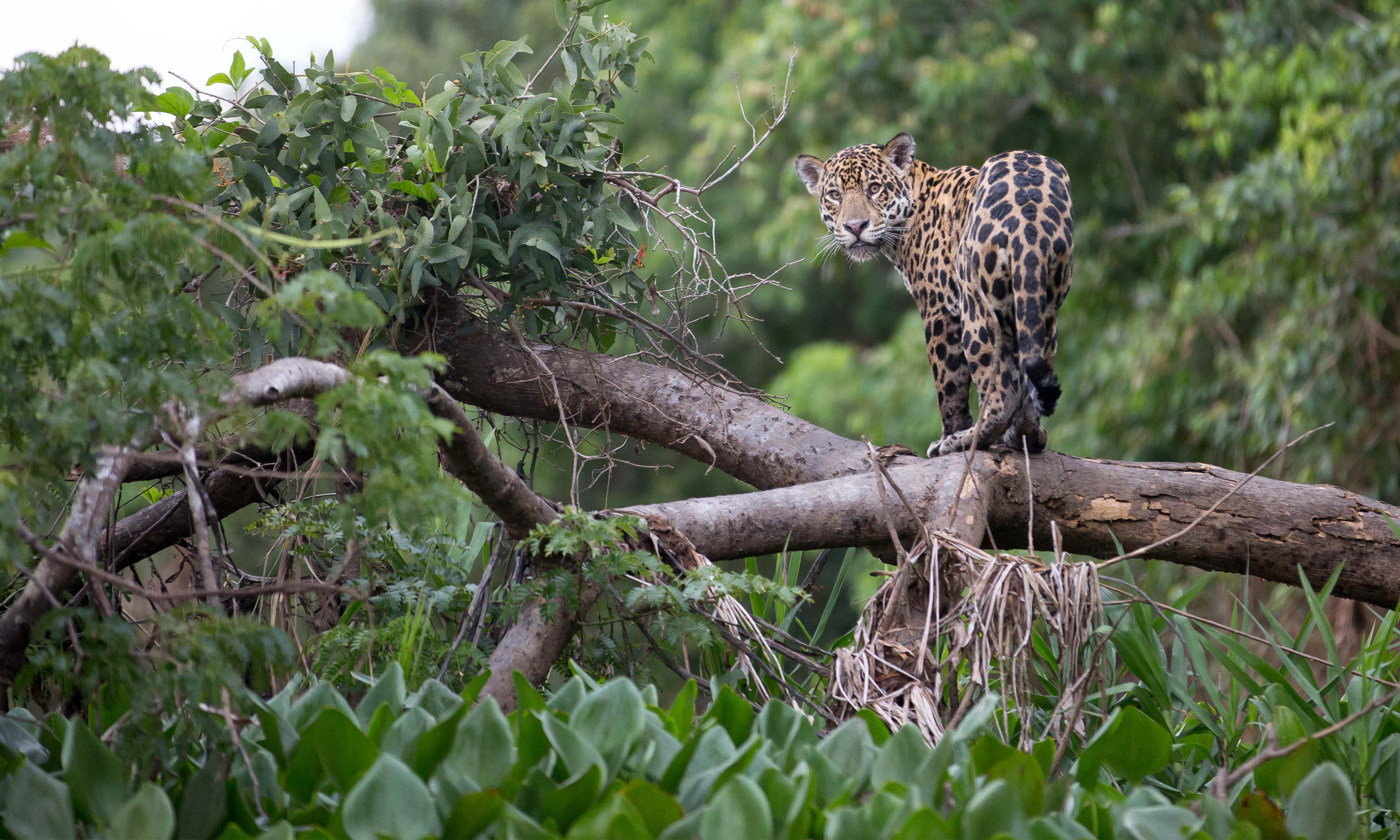 Jaguar in Pantanal Brazil