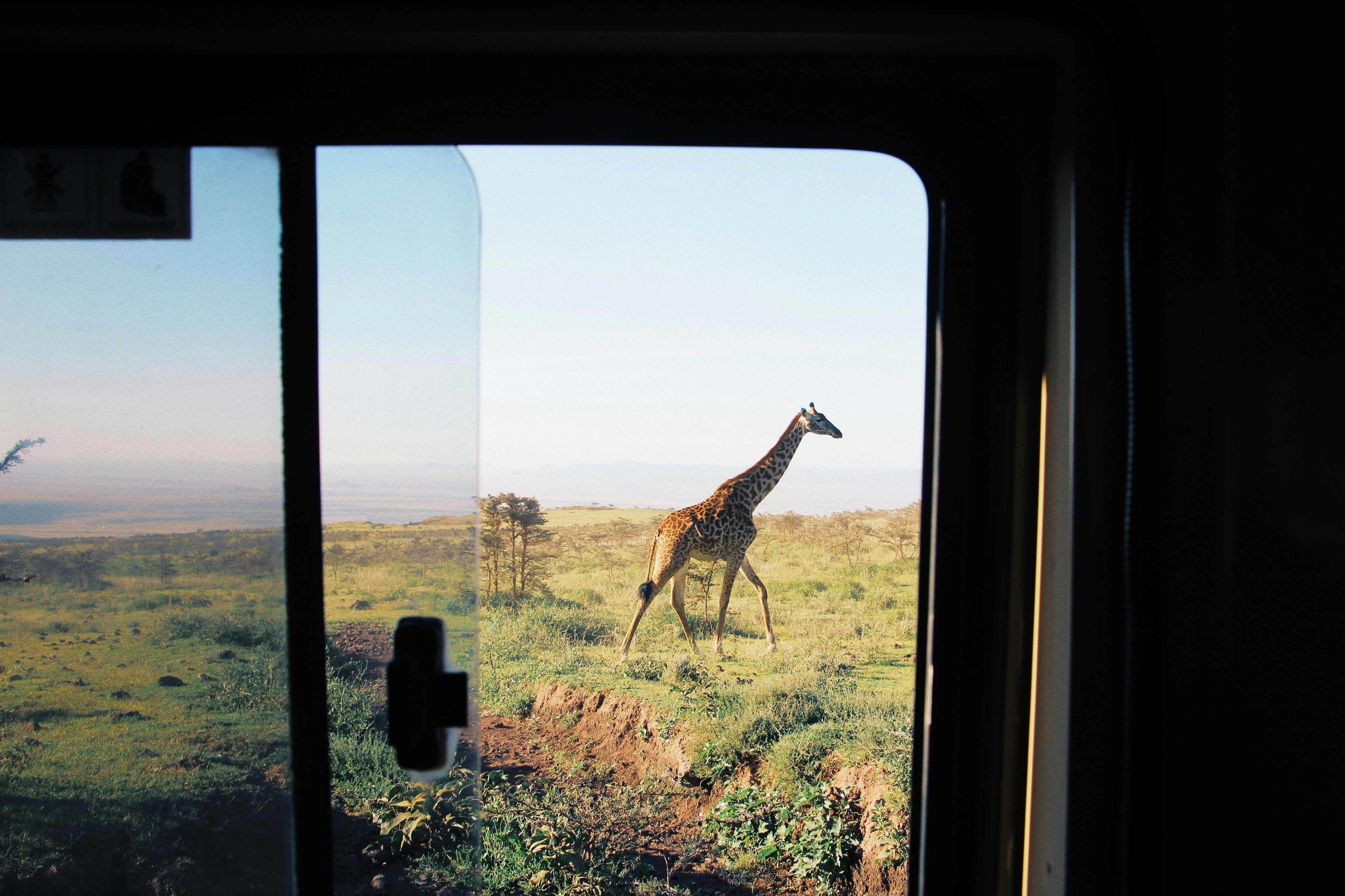Giraffe walking across a sunny African savanna, viewed through a safari vehicle window with green grassland and blue sky.