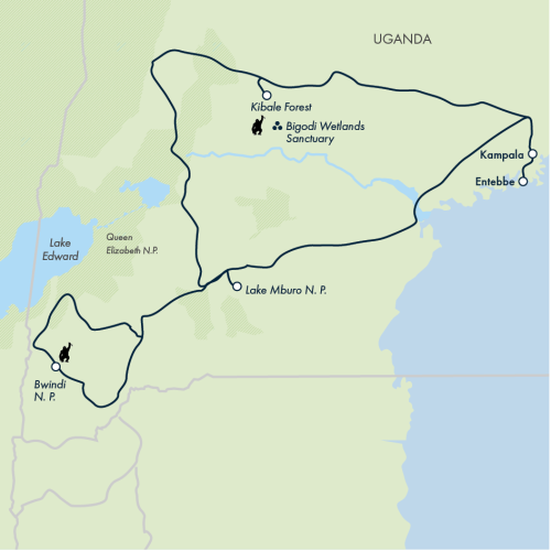 Chimps & Gorillas of Uganda