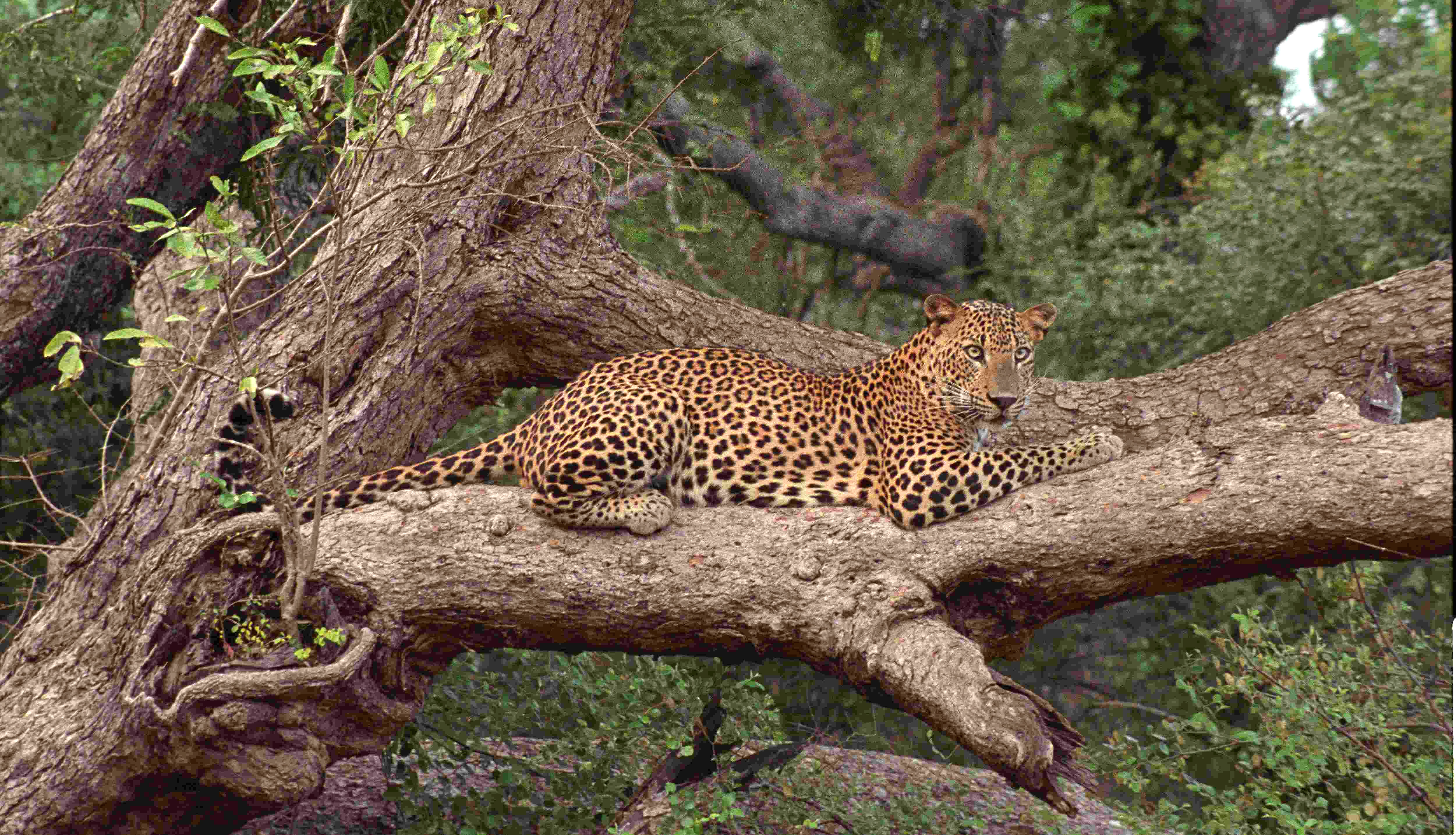 Leopard Yala