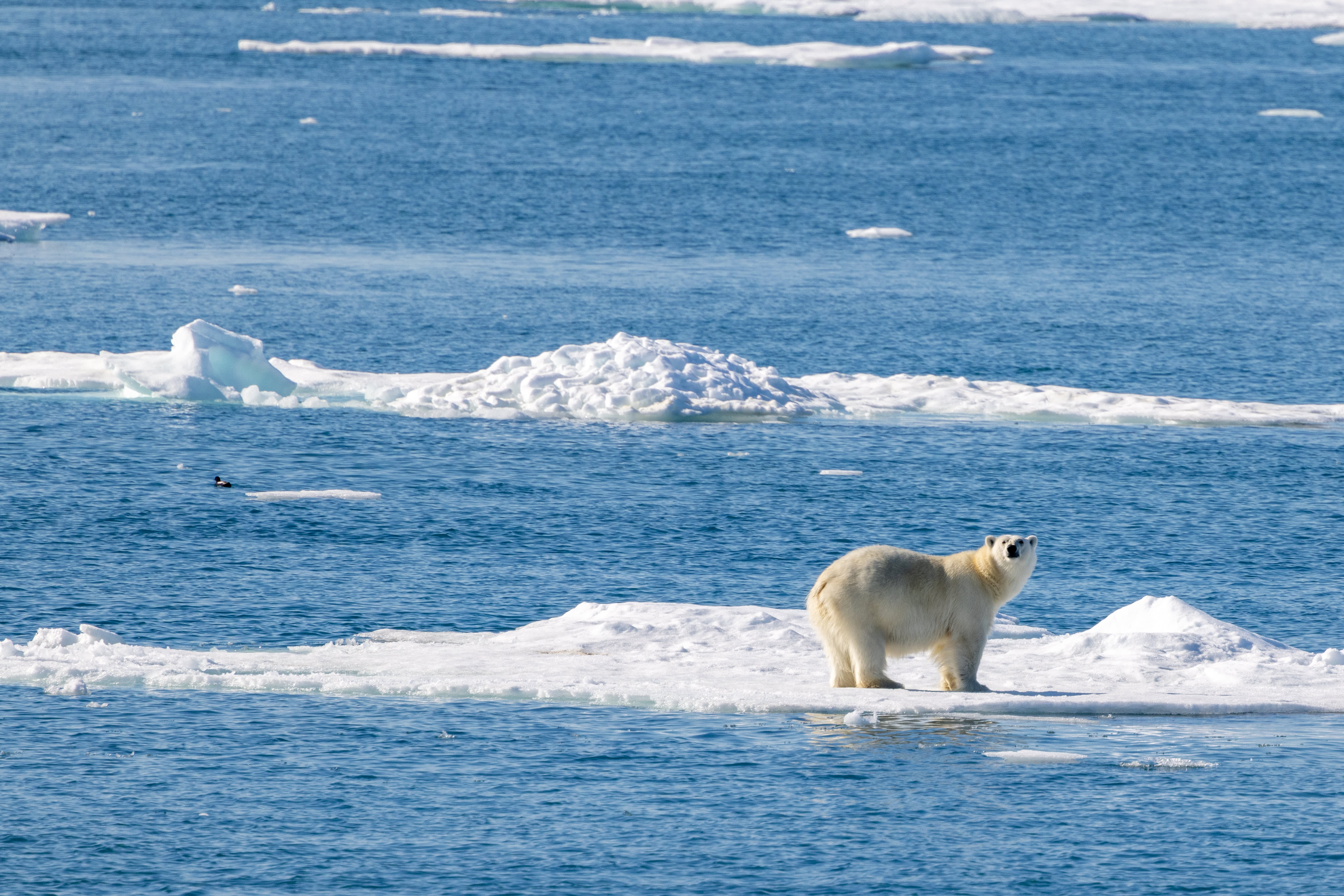 Backpacker’s Guide to Arctic Exploration