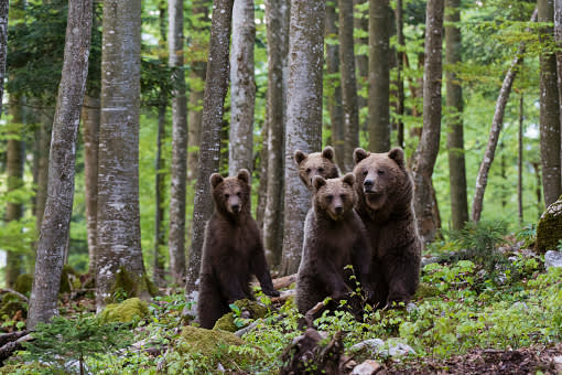 Fostering Bear-Human Coexistence in Bulgaria’s Rodopi Mountains