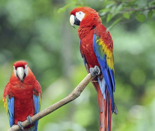 Colourful Parrots