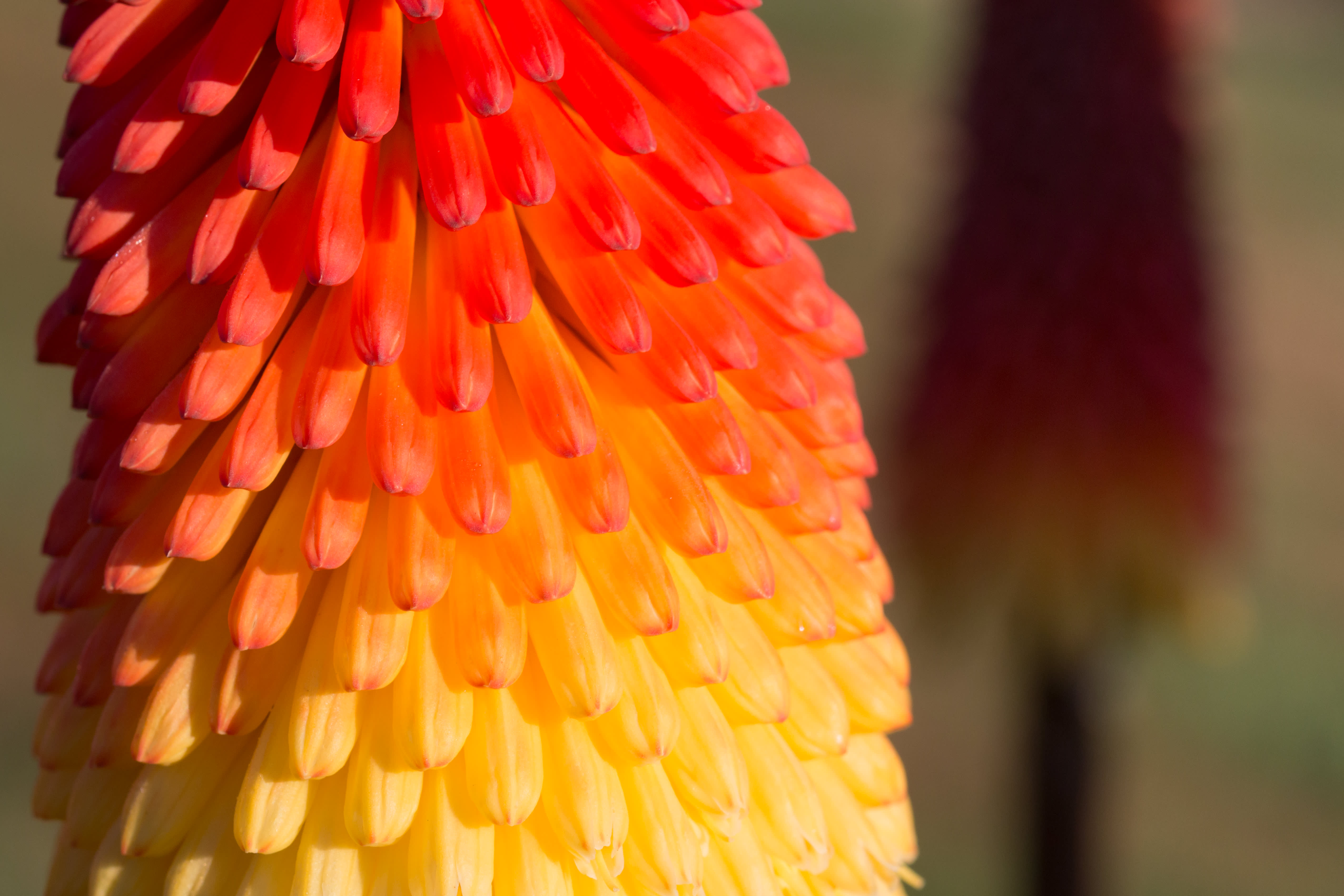 Red hot poker