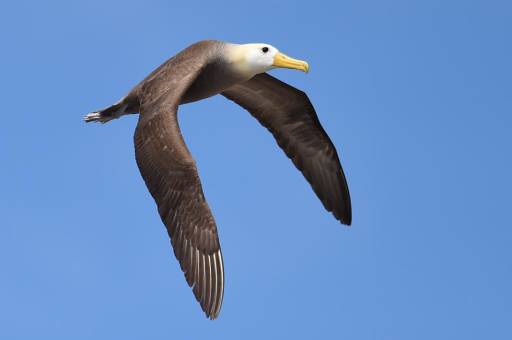 Waved Albatross