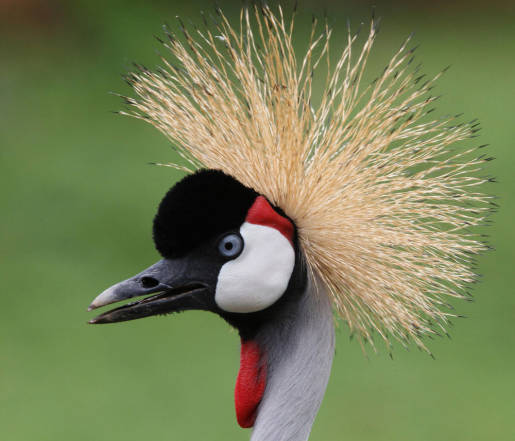 Crowned crane