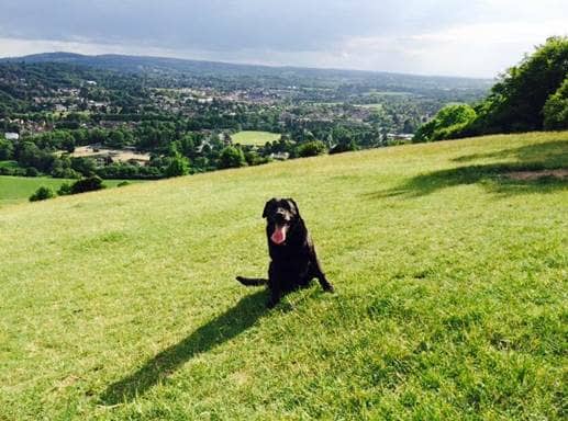 Badger, Dave's faithful cycling buddy