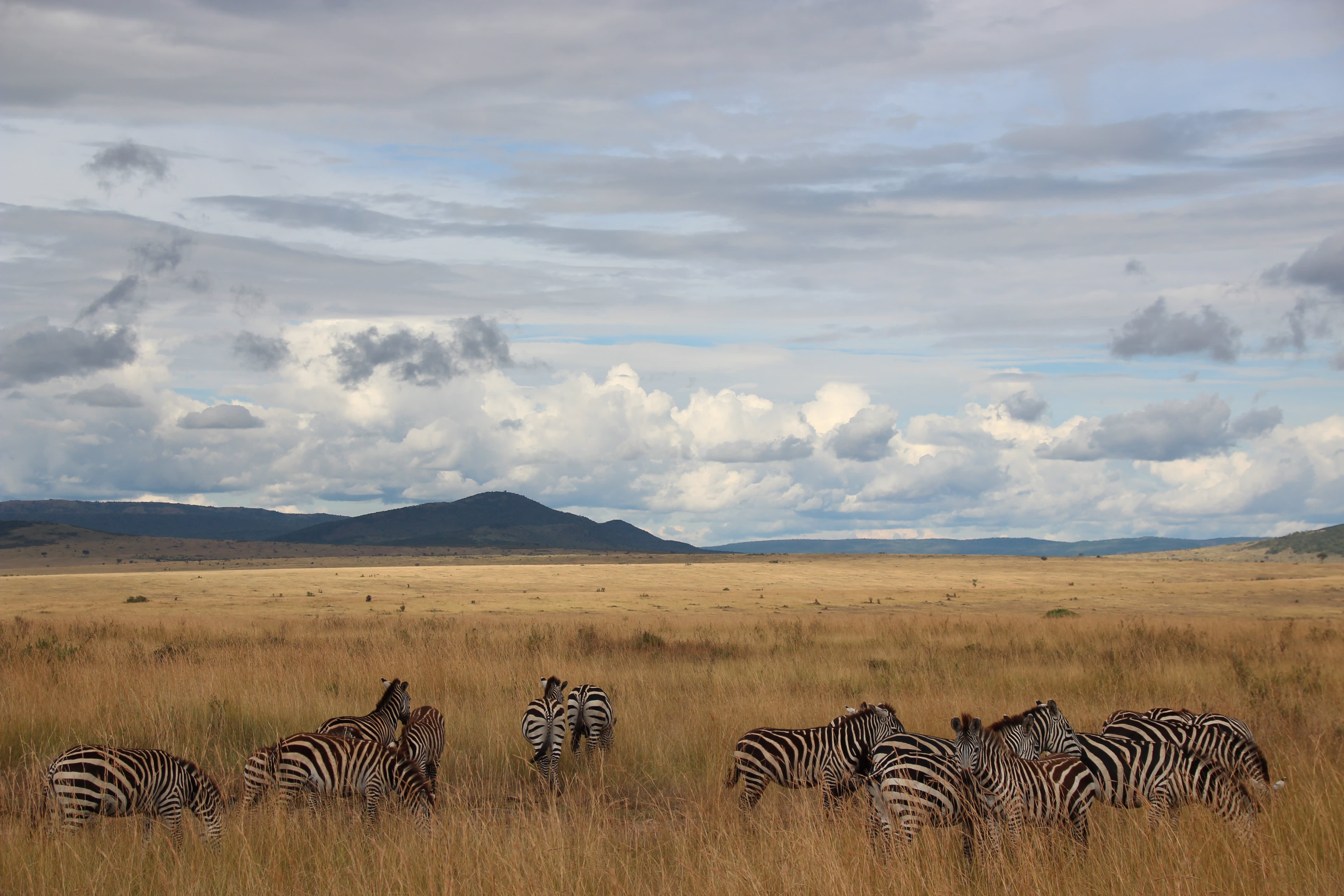 Herd of zebras grazing in golden African savanna grassland, with distant hills and dramatic cloudy sky.