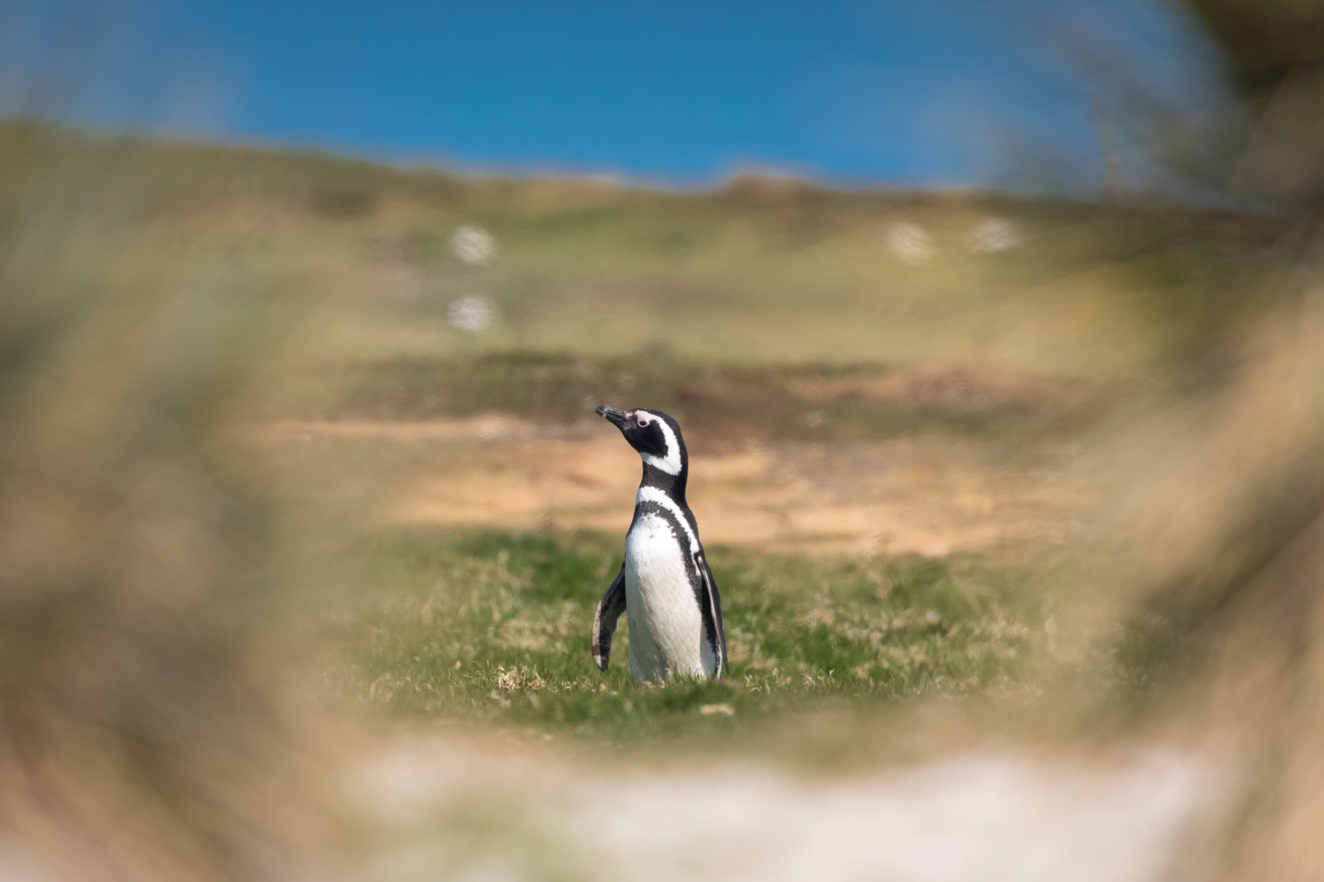 Island Hopping in the South Atlantic: Discovering the Unique Charm of the Falkland Islands 