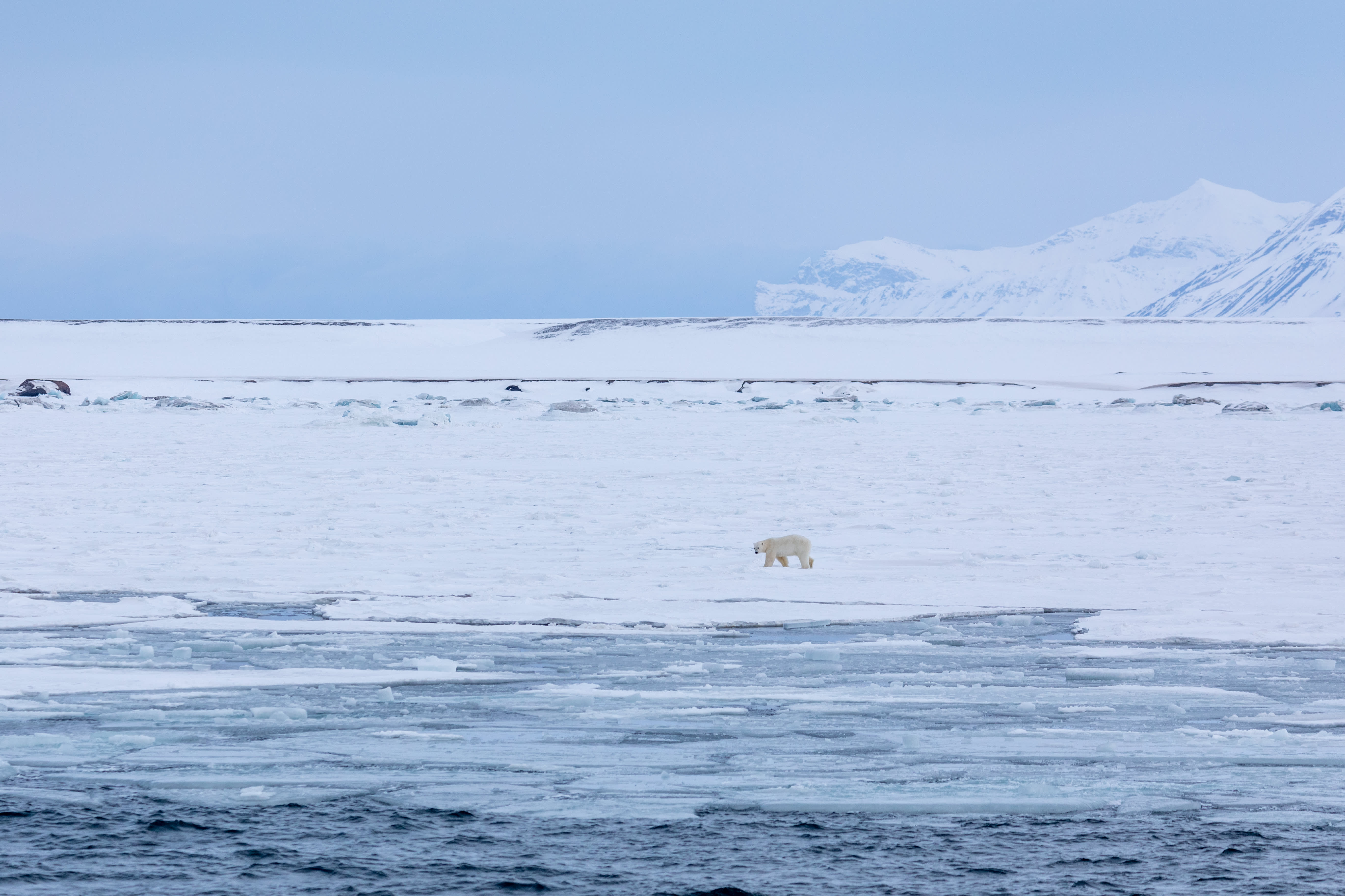 A polar bear spotted responsibly from the ship using a telephoto lens with an extender. Photo by Michelle Sole.