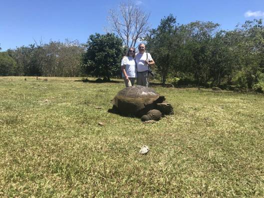 galapagos turtle