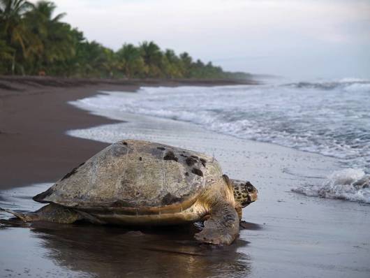 https://www.exodus.co.uk/destinations/central-america-holidays/costa-rica-holidays/tortuguero