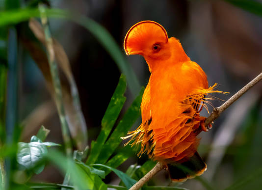 Guinean Cock of the Rock