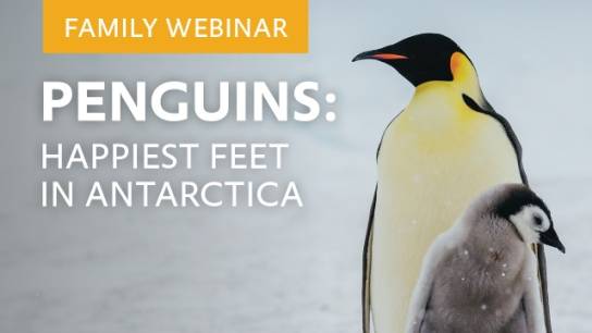 Penguins: Happiest Feet in the Antarctic