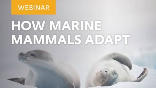 Adapt or Die: How Life Adapts to Antarctica