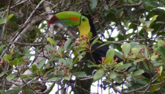 Keel Billed Toucan