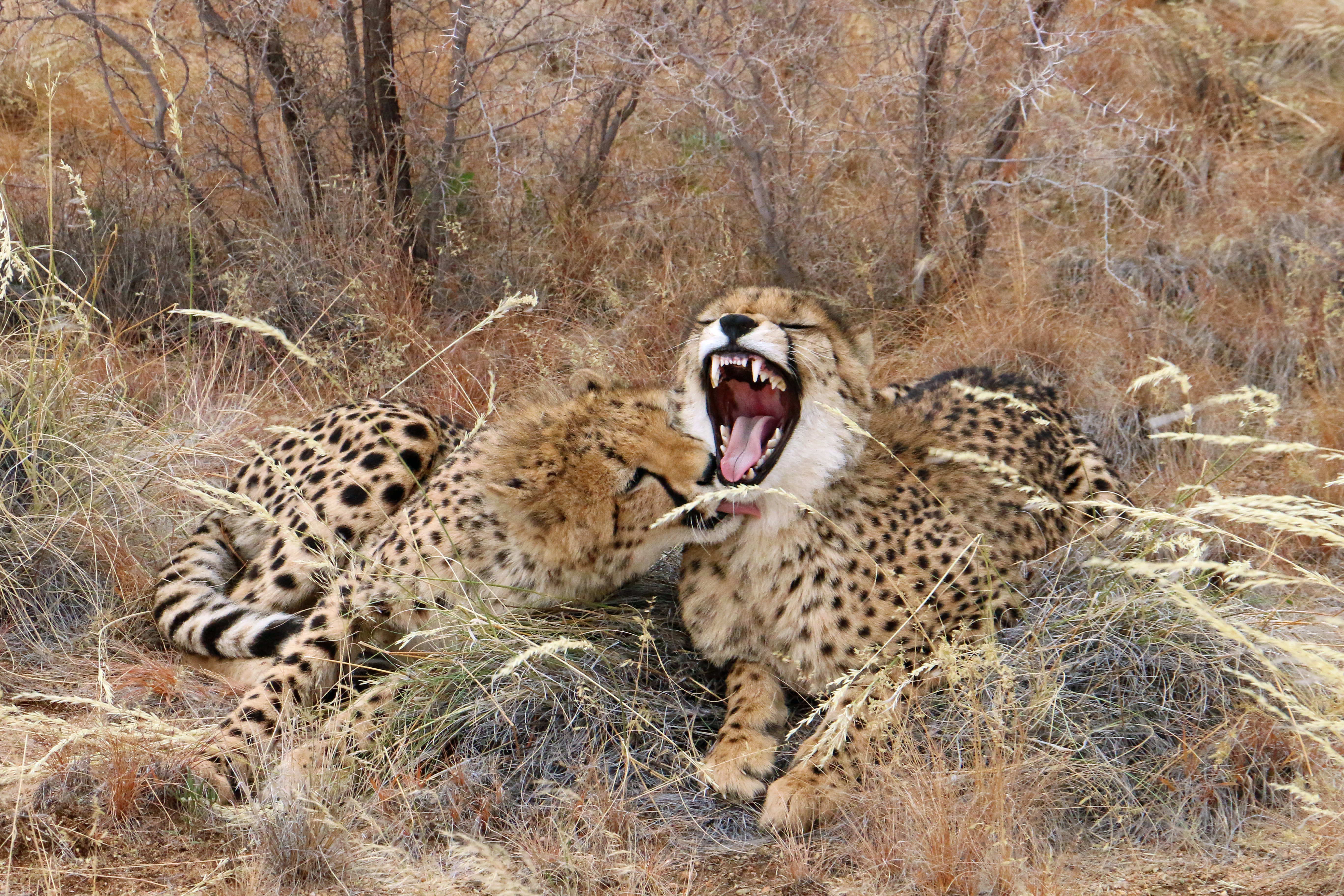 Cheetahs at the Namib Carnivore Conservation Centre