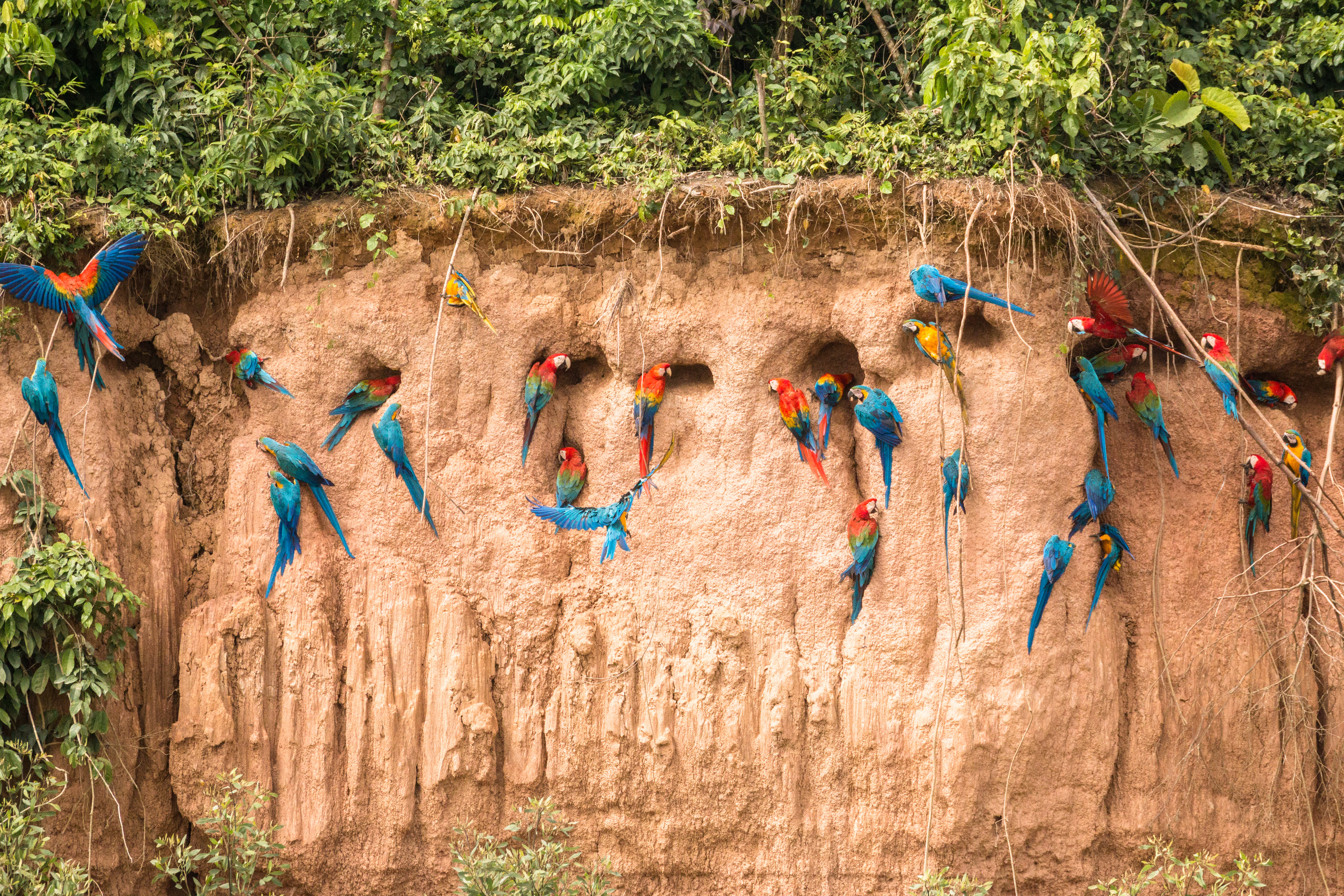 Amazon Rainforest Guide – 25 Fascinating Facts