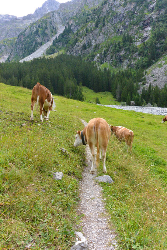 Hiking in Swiss Alps