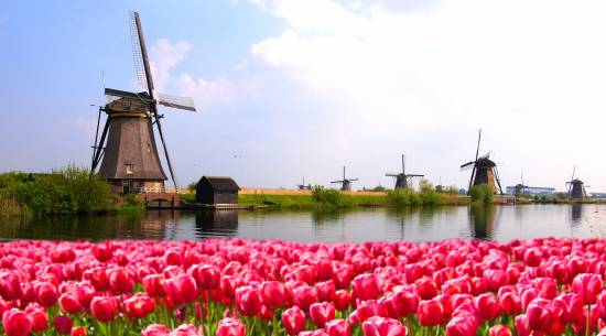 Idyllische Aussicht auf traditionelle niederländische Windmühlen hinter einem blühenden Feld rosafarbener Tulpen, die sich im ruhigen Wasser eines Kanals in Kinderdijk, Südholland spiegeln.