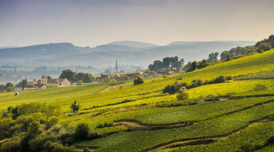 Goldenes Licht liegt über sanft geschwungenen Weinbergen und traditionellen Häusern auf dem Land in Burgund.