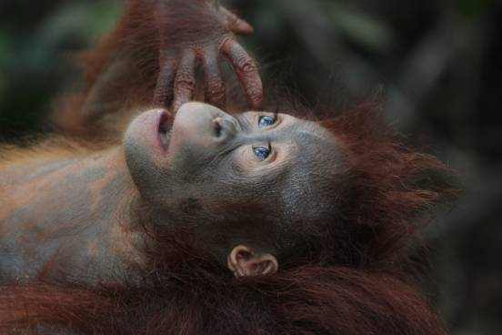 Baby Orangutan Borneo