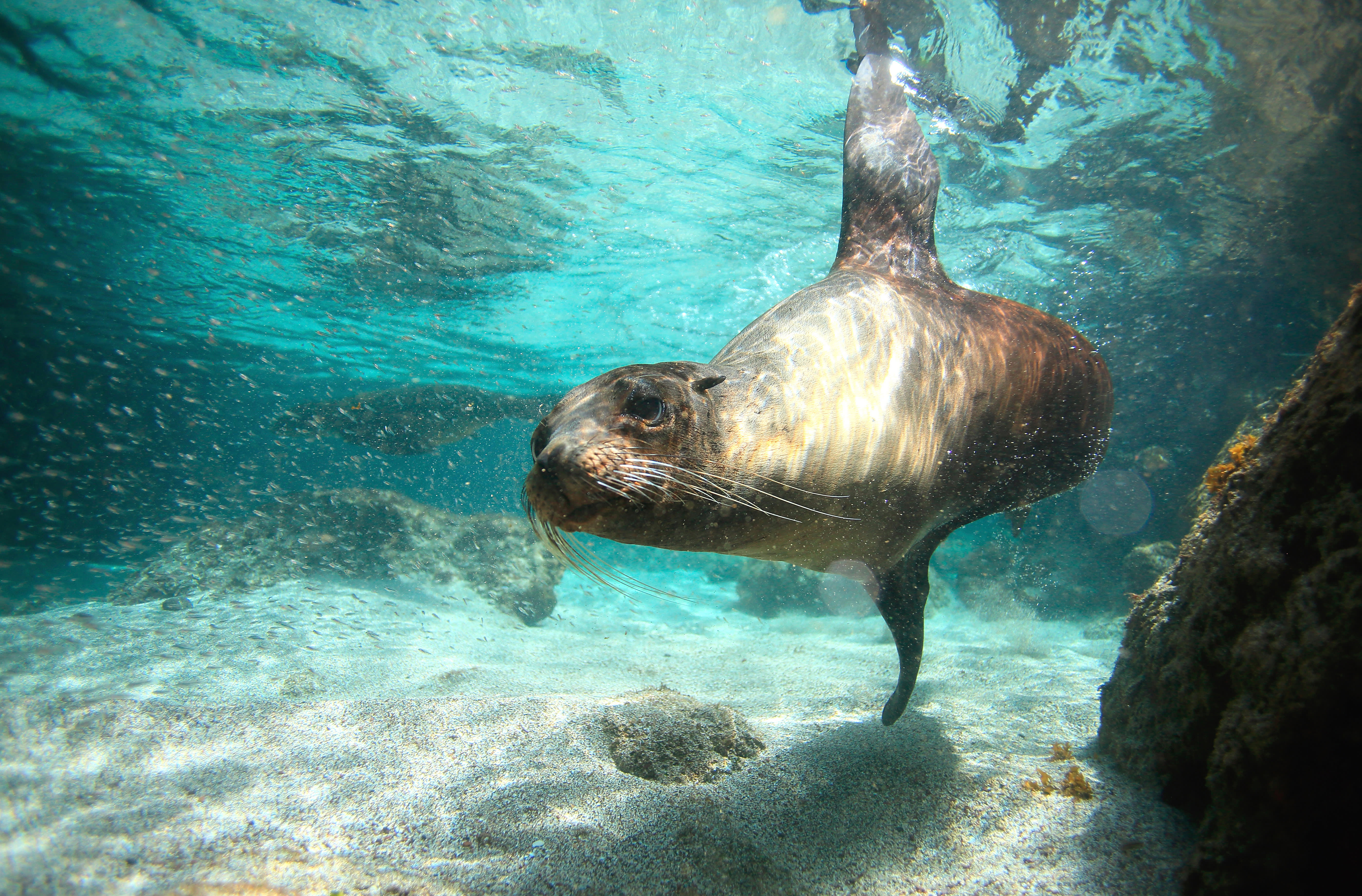 a swimming sea lion