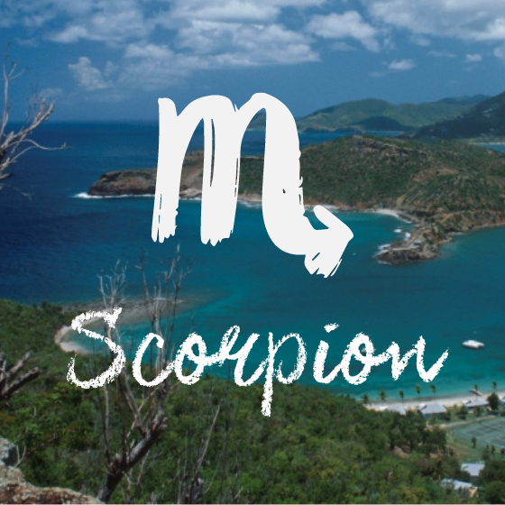 Scorpion : Antigua