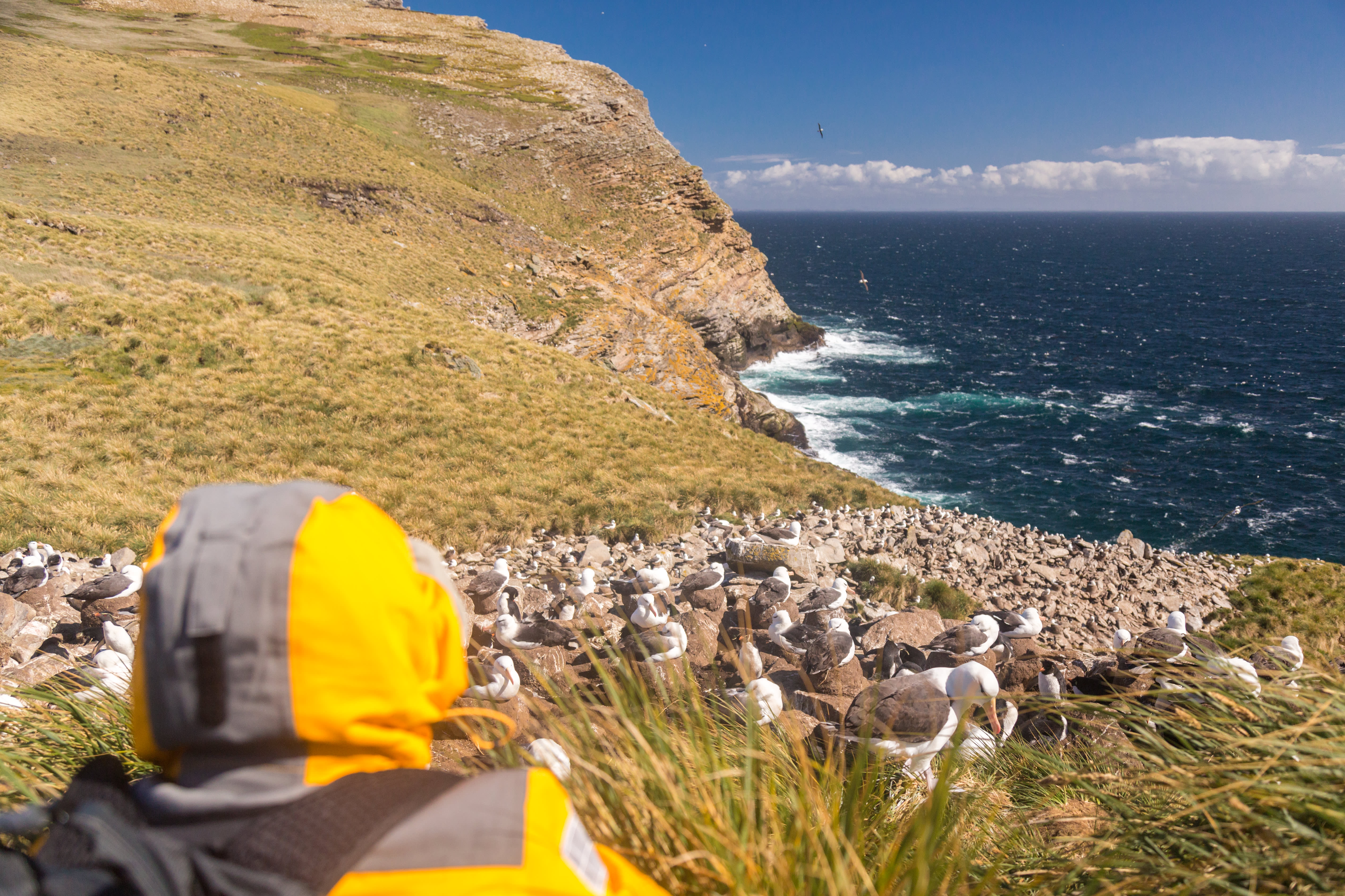 Island Hopping in the South Atlantic: Discovering the Unique Charm of the Falkland Islands 