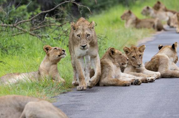 Southern Africa Safari: Kruger & Coast