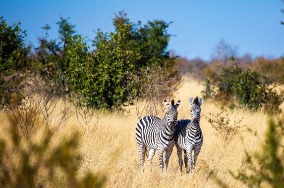 Botswana & Zimbabwe Lodge Safari