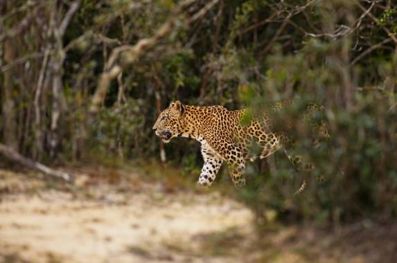 Cycle the Back Roads of Sri Lanka