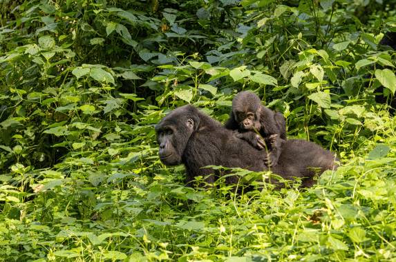 Chimps & Gorillas of Uganda