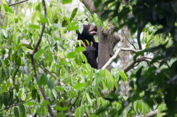Borneo Family Wildlife Adventure
