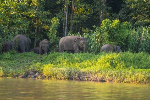 Borneo Family Wildlife Adventure