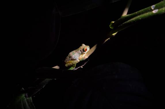 Natural Highlights of Costa Rica