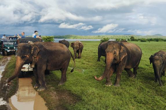 Sri Lankan Highlights