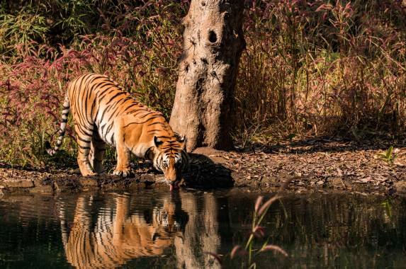 India Tiger Safari