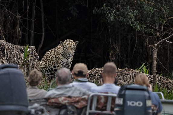 Jaguar, Pantanal Brazil