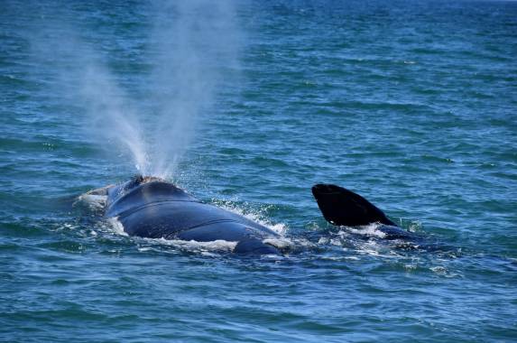 Cape Town and the Garden Route – Premium Adventure