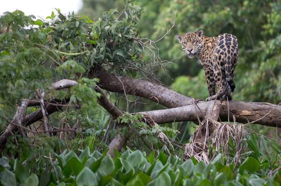 Jaguar in Pantanal Brazil